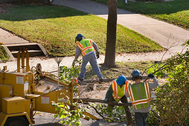 Professional Tree Removal and Landscaping Services in North River Shores, FL